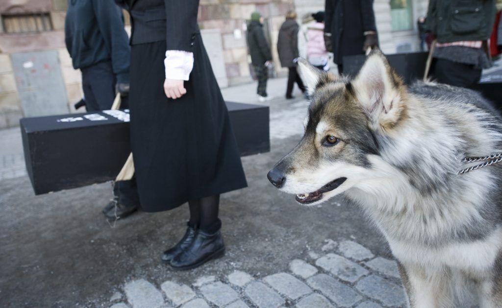 En ulvehund ses under en demonstration