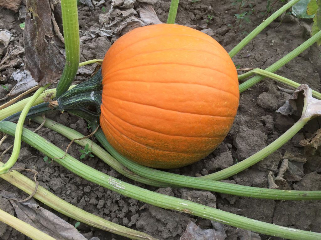 ‘LPBW’: Hoe Roloff Farms te bezoeken voor Pumpkin Season 2019